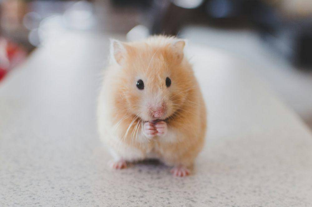 ilustrasi hamster (unsplash.com/Ricky Kharawala)