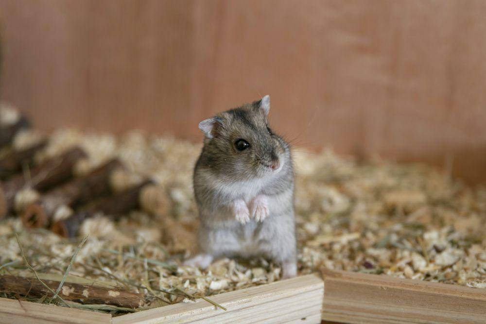ilustrasi hamster (unsplash.com/Frenjamin Benklin)
