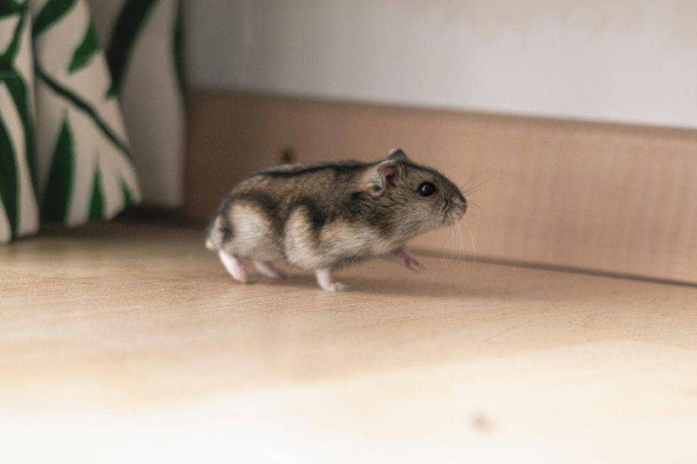 ilustrasi hamster (unsplash.com/Frenjamin Benklin)