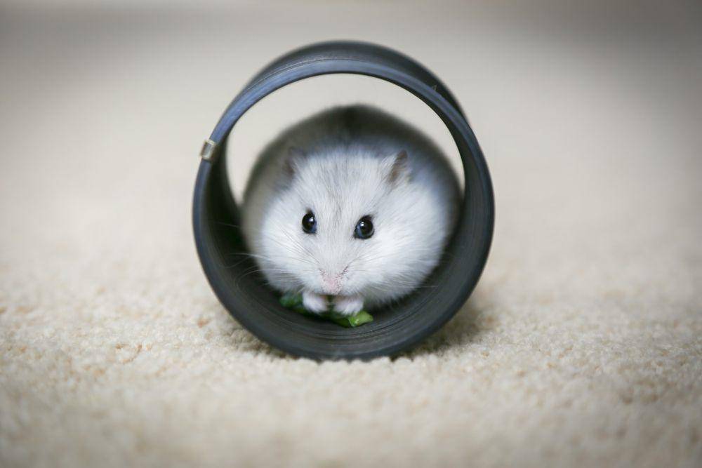 ilustrasi hamster (unsplash.com/Kim Green)