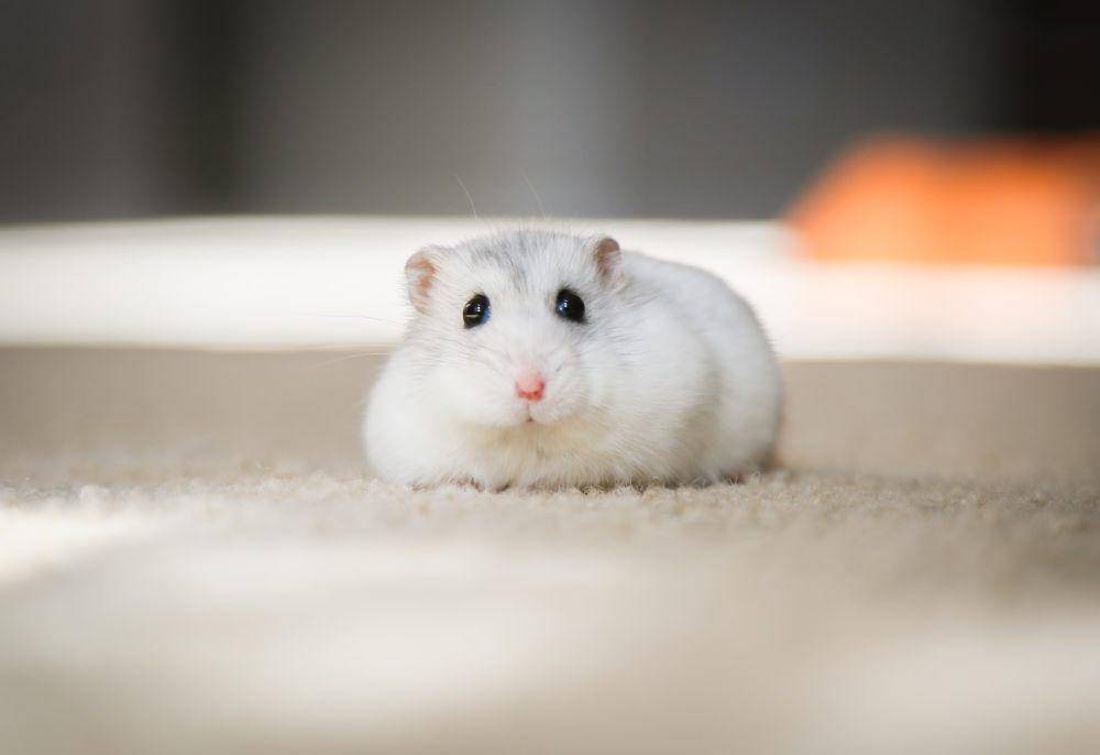 ilustrasi hamster (unsplash.com/Kim Green)