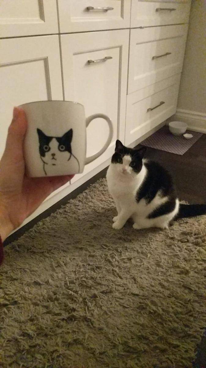 foto lucu kucing dengan mug gambar wajahnya (reddit.com/user/StopRightMeoww)