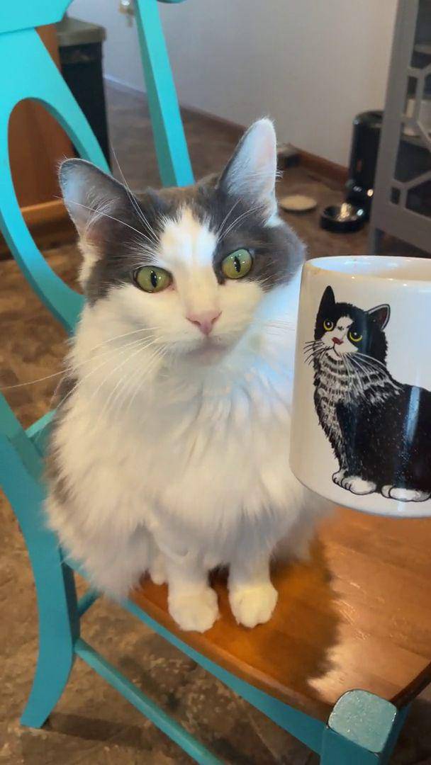 foto lucu kucing dengan mug gambar wajahnya (reddit.com/user/27OwlySnow)