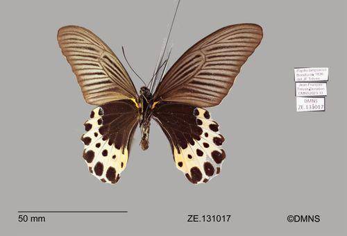 kupu-kupu Papilio lampsacus (dok. Global Biodiversity Information Facility)
