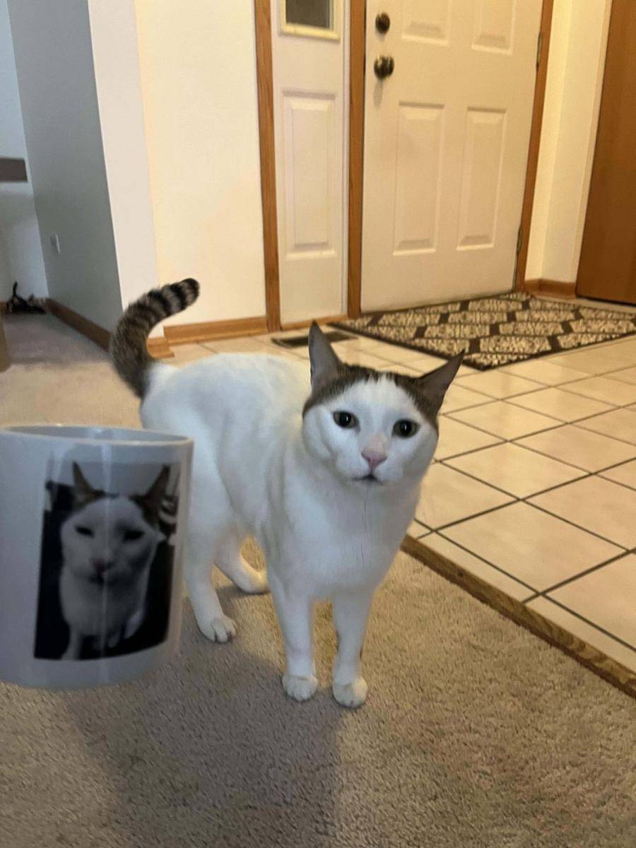 foto lucu kucing dengan mug gambar wajahnya (reddit.com/user/Rime2371)