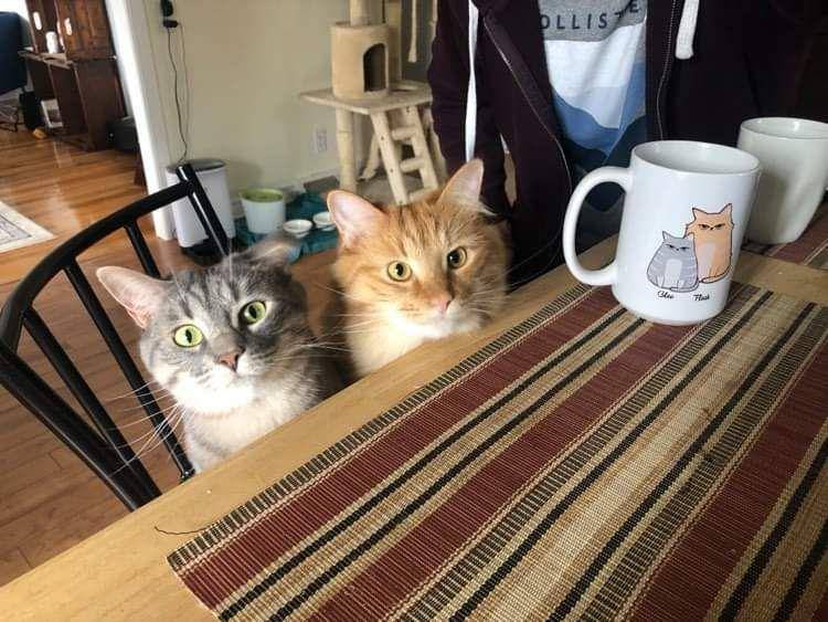 foto lucu kucing dengan mug gambar wajahnya (reddit.com/user/Flyingpeanut71)