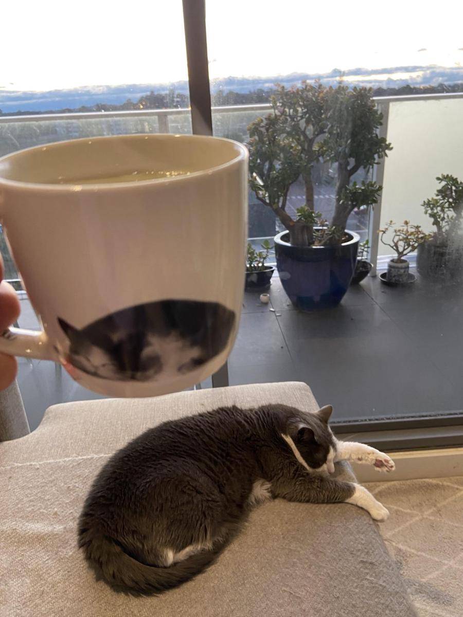foto lucu kucing dengan mug gambar wajahnya (reddit.com/user/moonyonas)