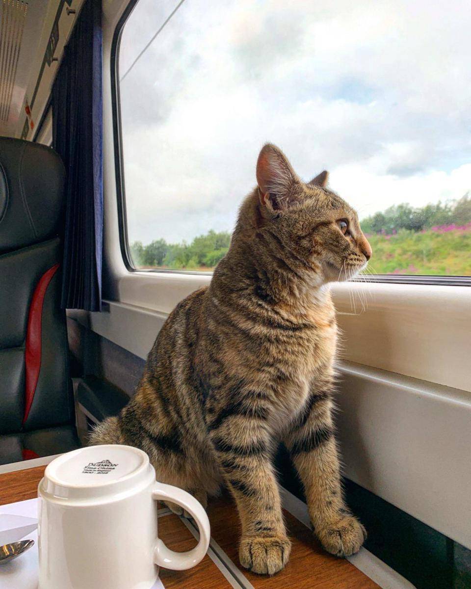 potret hewan naik transportasi umum kelas bisnis (reddit.com/user/quitathekitty)