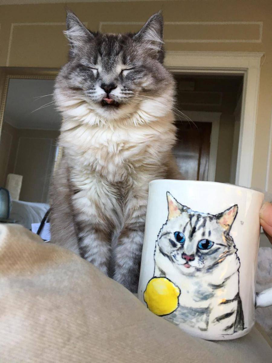 foto lucu kucing dengan mug gambar wajahnya (reddit.com/user/a2y2a)