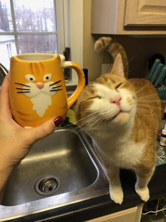 foto lucu kucing dengan mug gambar wajahnya (reddit.com/user/etherealmuffins)