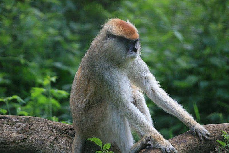 Patas monkey (commons.wikimedia.org/David J. Stang)
