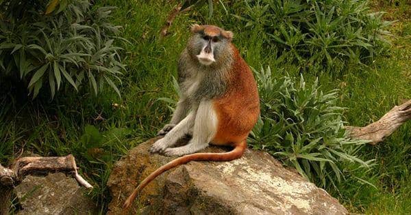 5 Fakta Unik Patas Monkey, Hewan yang Suka Bersosialisasi!
