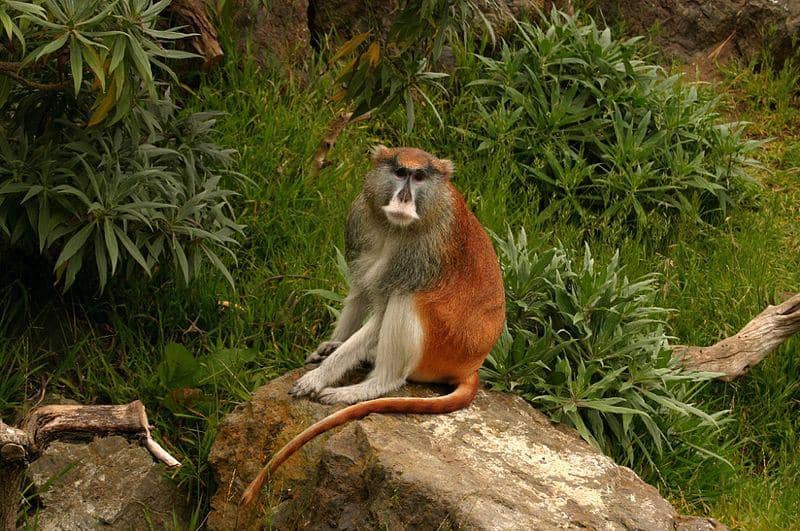 Patas monkey (commons.wikimedia.org/Alex Roberts)