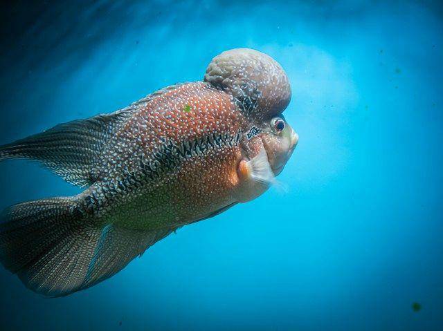 ilustrasi ikan louhan di tengah lautan (Unsplash.com/Abhishek R)