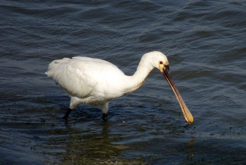 Ibis sendok eurasia (pixabay.com/Bishnu Sarangi)