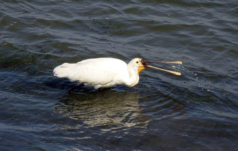 Ibis sendok eurasia (pixabay.com/Bishnu Sarangi)