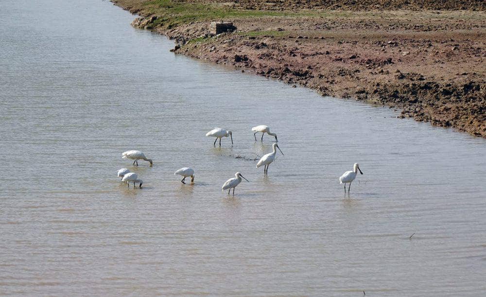 Ibis sendok eurasia (pixabay.com/Bishnu Sarangi)