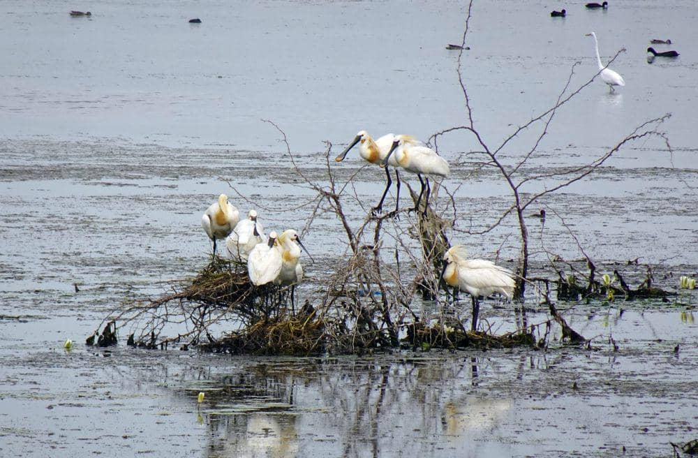 Ibis sendok eurasia (pixabay.com/Bishnu Sarangi)