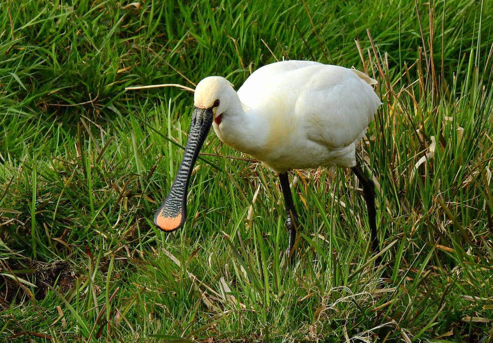 6 Fakta Ibis Sendok Eurasia, Tak Lahir dengan Paruh Berbentuk Sendok