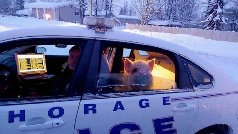 hewan naik mobil polisi (reddit.com/mantequilla2000)
