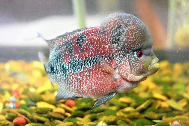 ilustrasi ikan louhan berumur panjang (Freepik.com)