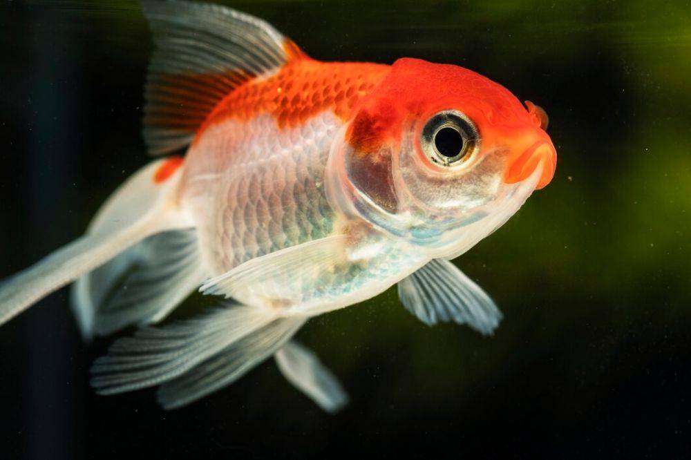 ilustrasi anakan ikan louhan (Freepik.com)