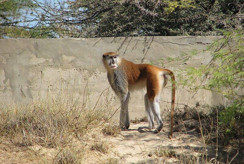 Patas monkey (commons.wikimedia.org/Sara L Giles)