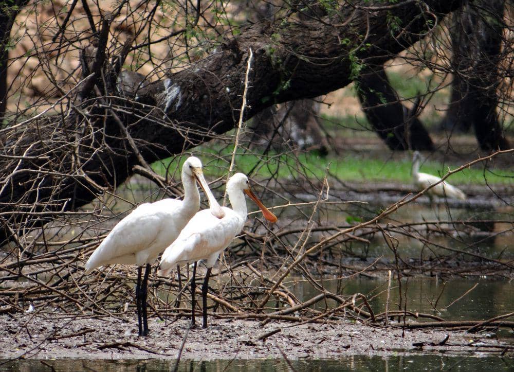 Ibis sendok eurasia (pixabay.com/Bishnu Sarangi)