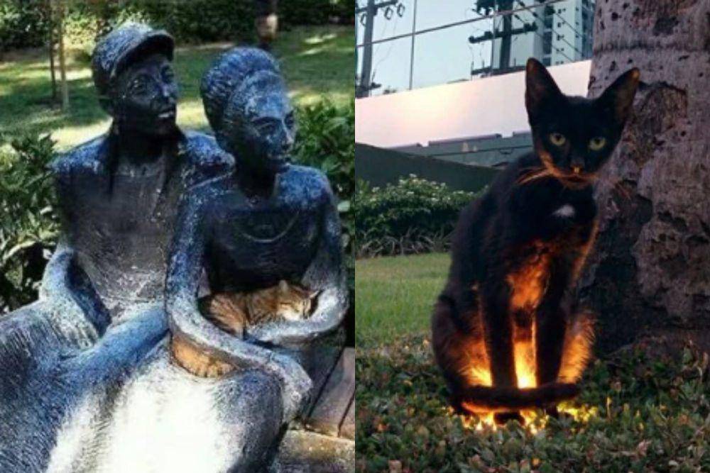 kolase potret kucing nongkrong di taman (reddit.com/NiAaGgRaa I reddit.com/bopp)