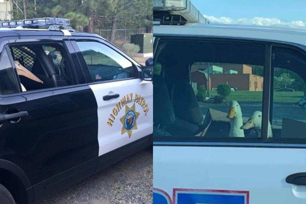 kolase hewan naik mobil polisi (instagram.com/disturbingzone I reddit.com/OyVeyzMeir)