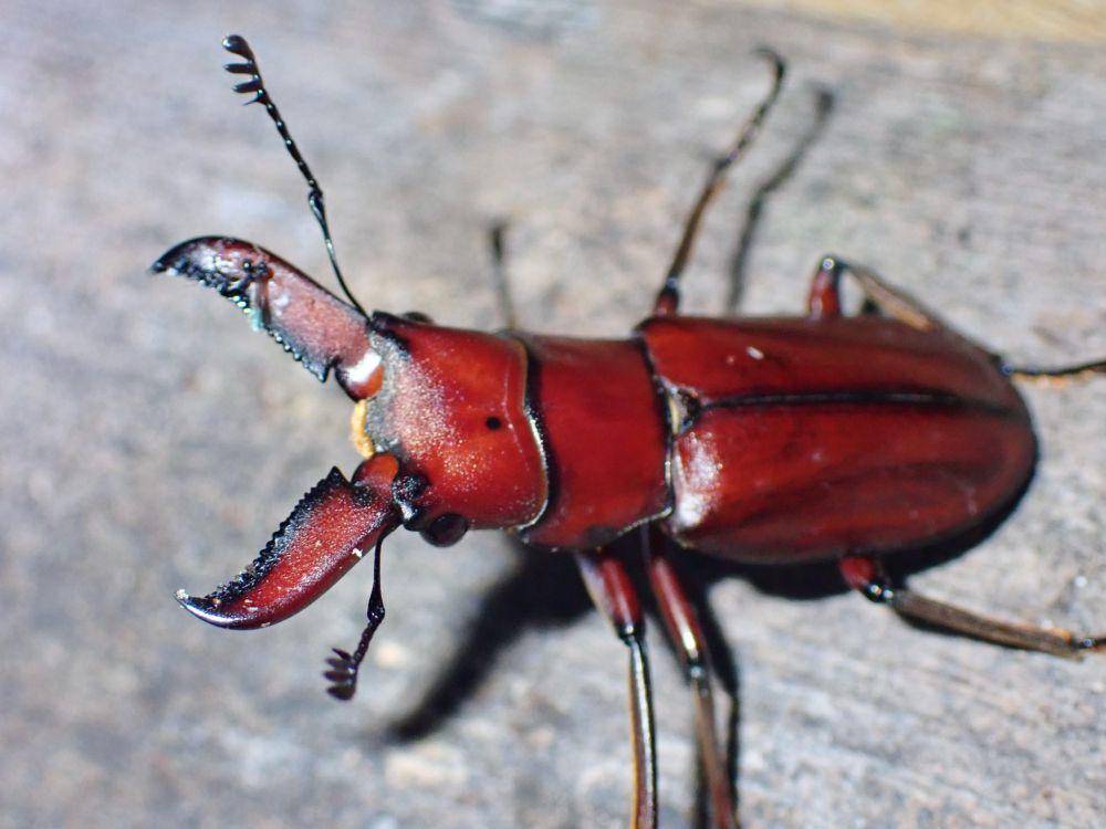 kumbang rusa Cyclommatus giraffa (inaturalist/ Albert Kang)