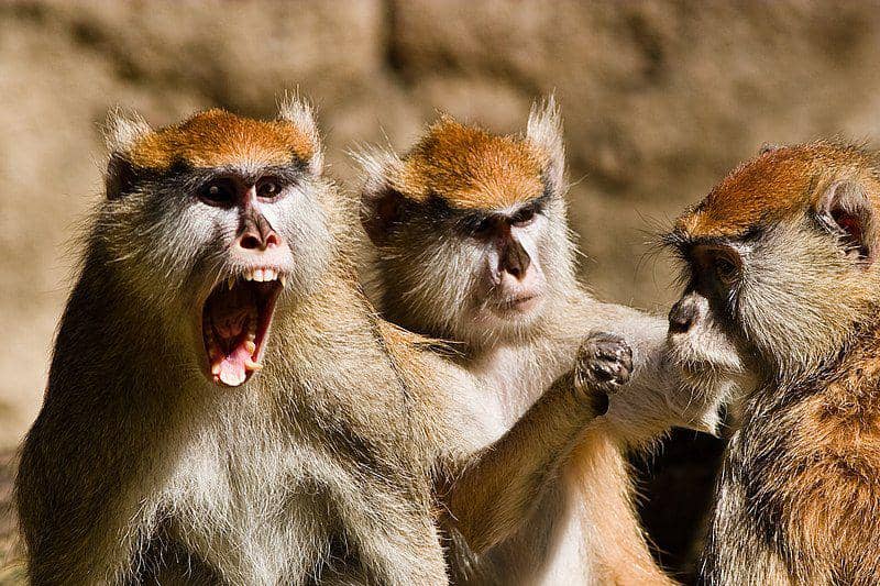 Patas monkey (commons.wikimedia.org/Transpixt)