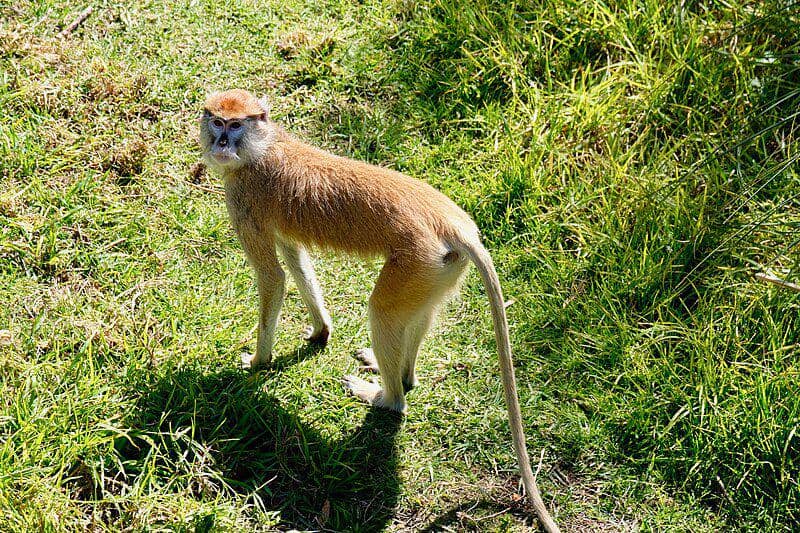 Patas monkey (commons.wikimedia.org/Gregory Varnum)