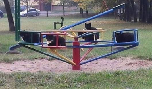 potret kucing nongkrong di taman (instagram.com/disturbingzone)