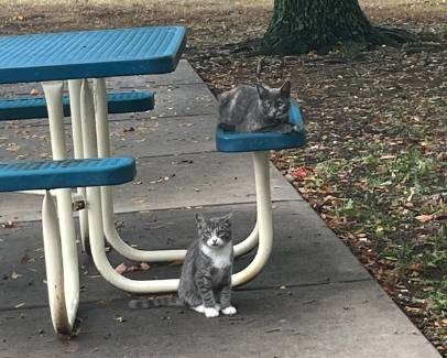 potret kucing nongkrong di taman (reddit.com/Steve_the_Nord)