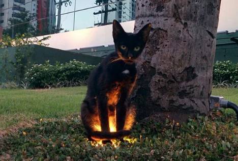 potret kucing nongkrong di taman (reddit.com/bopp)