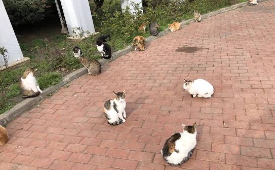 potret kucing nongkrong di taman (reddit.com/sexy_dostoevsky)