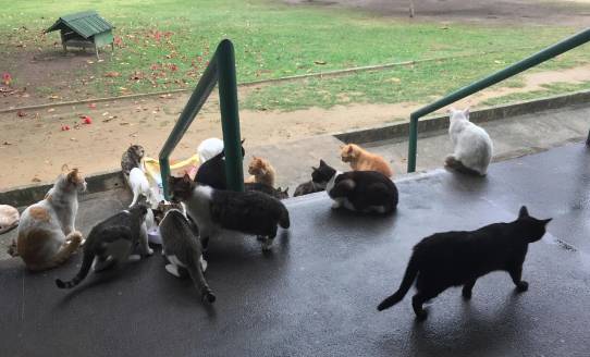 potret kucing nongkrong di taman (reddit.com/deleted)
