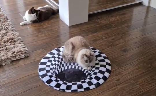 potret kocak ilusi lubang (imgur.com/aloofloofah)