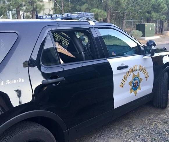 hewan naik mobil polisi (instagram.com/disturbingzone)