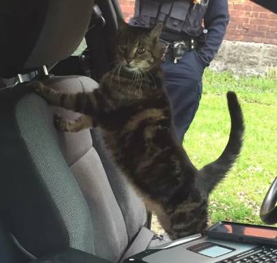 hewan naik mobil polisi (reddit.com/leftnewdigg2)