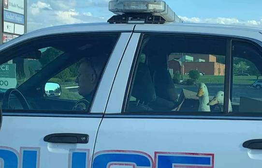 hewan naik mobil polisi (reddit.com/OyVeyzMeir)