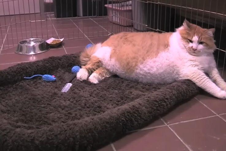Gemoy, Kenalan dengan 6 Kucing Tergemuk di Dunia, yuk!