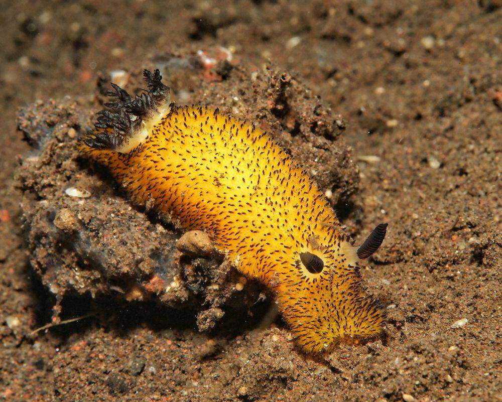 Sea bunny atau kelinci laut (flickr.com/Etienne Gosse)