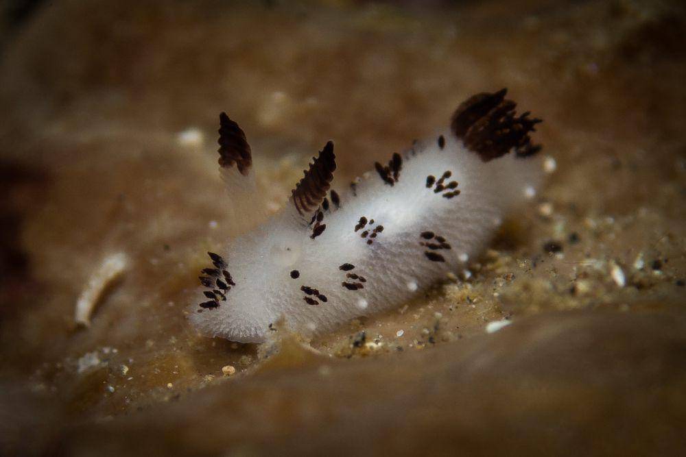 Sea bunny atau kelinci laut (flickr.com/William Soo)