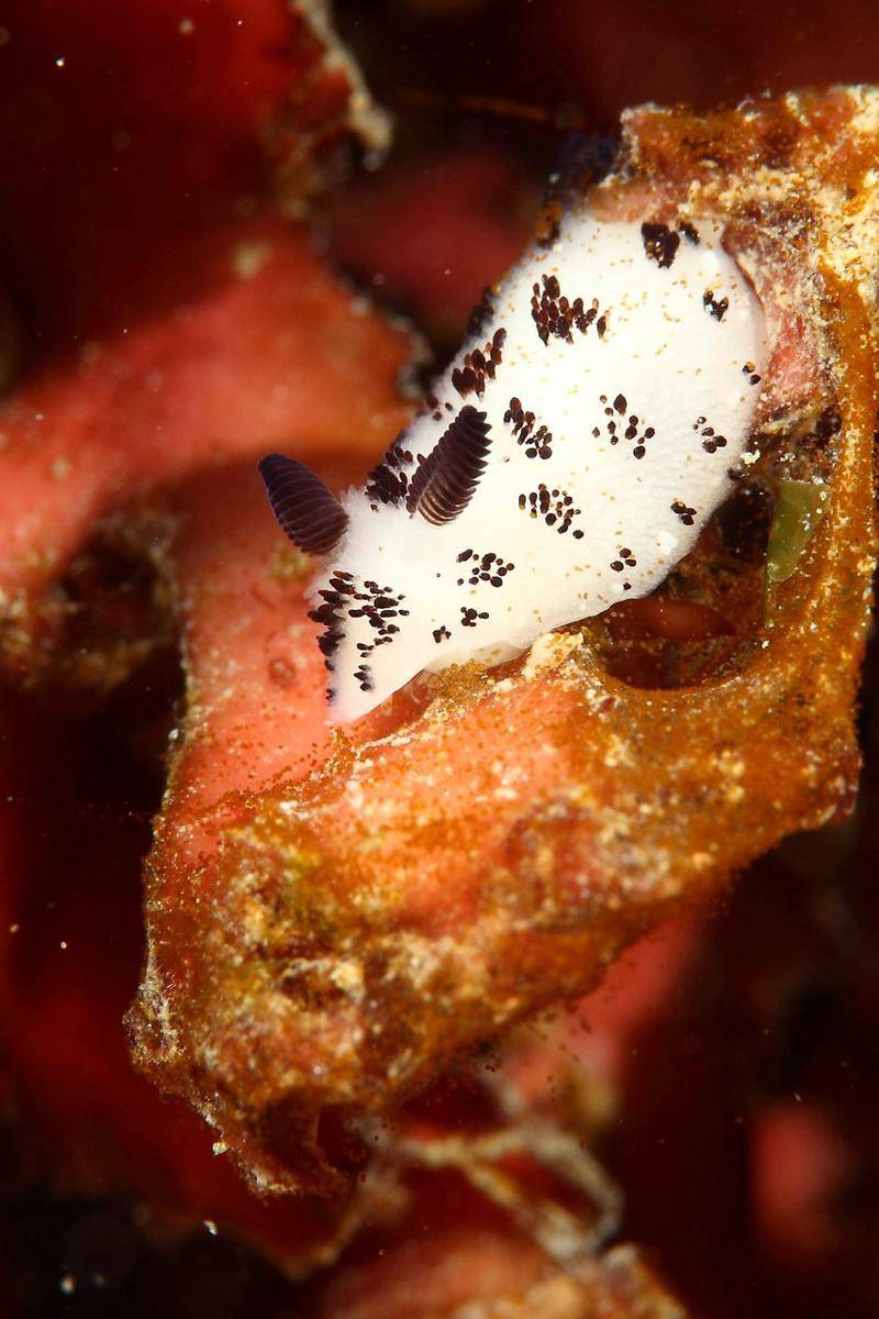 Sea bunny atau kelinci laut (flickr.com/JonathanHsieh)