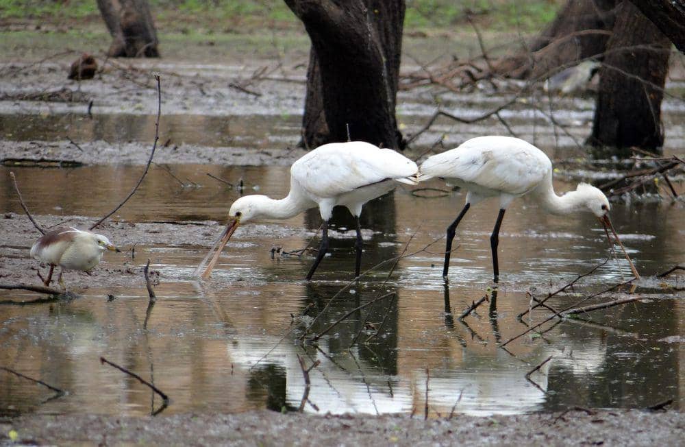 Ibis sendok eurasia (pixabay.com/Bishnu Sarangi)