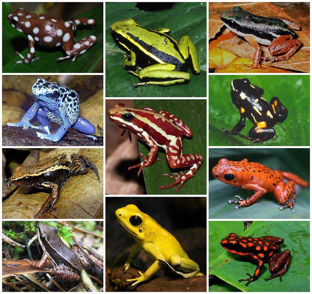 Katak beracun (commons.wikimedia.org/Termininja)