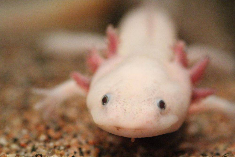 Axolotl (commons.wikimedia.org/Ruben Undheim)