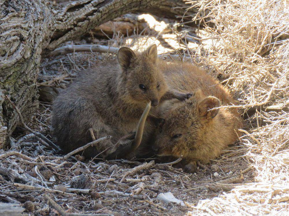 Quokka (commons.wikimedia.org/Donald Hobern)